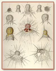 Morphic fields in biology