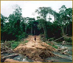 Clearing of the rainforests